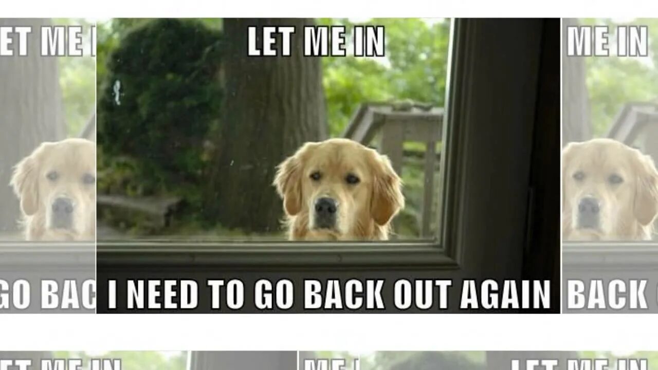 The dog wants its tea. Doorbell Dog meme. Let me in. Картинка i want come back May Dog. Thinking Dog meme.