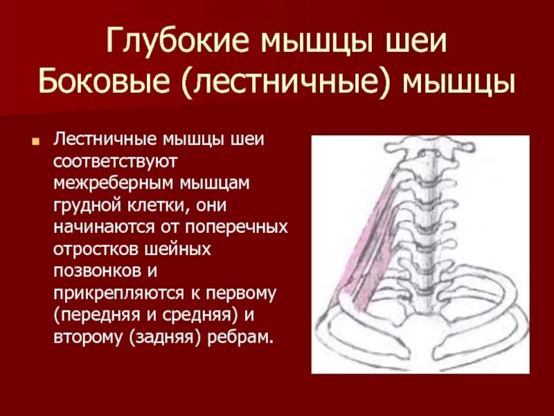 Лестничные мышцы топография. Лестничные мышцы мышцы шеи. Передняя средняя и задняя лестничные мышцы. Лестничная мышца анатомия.