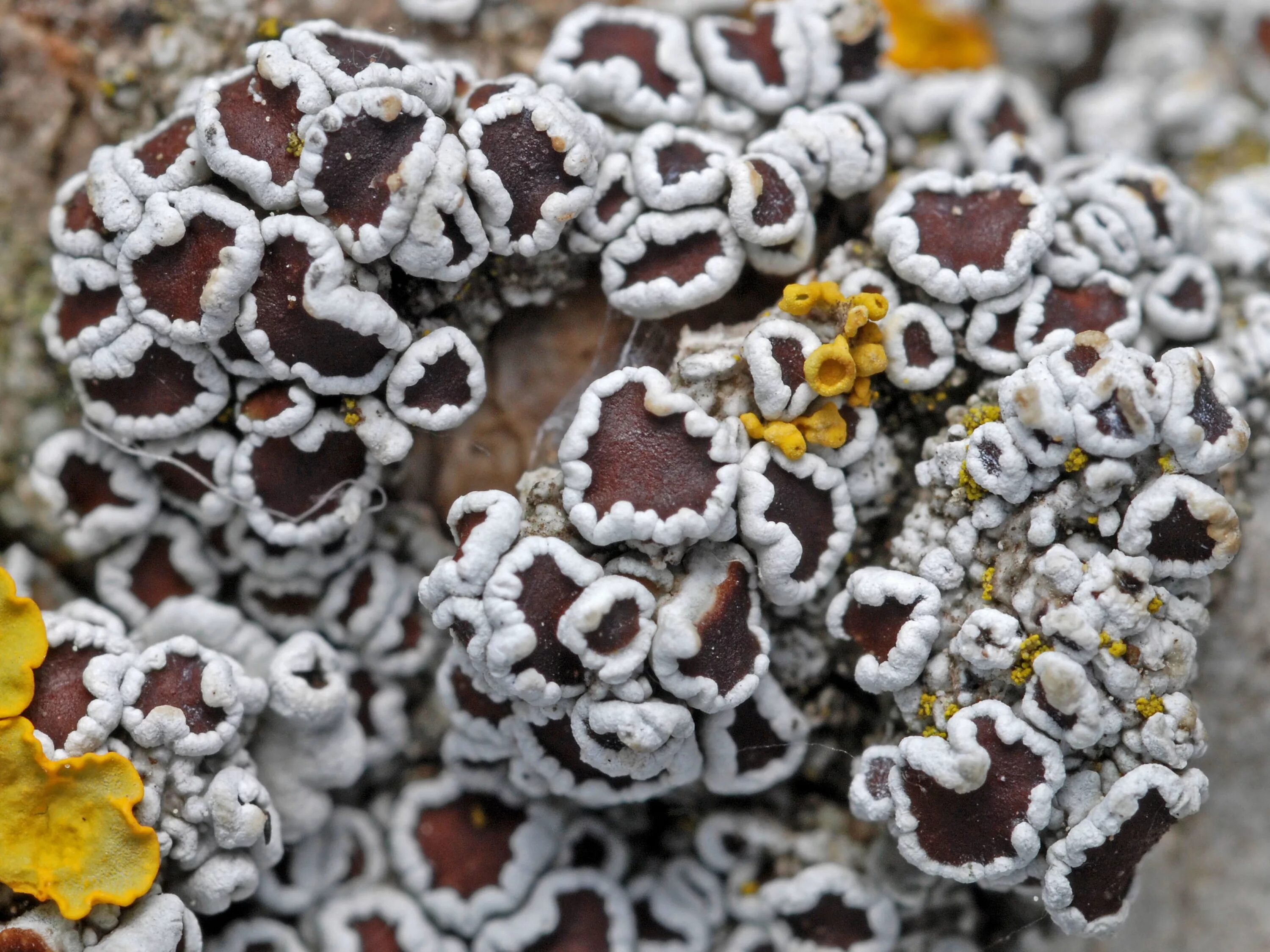 Леканора лишайник. Lecanora allophana. Накипные лишайники леканора. Лишайник леканора Манна Небесная.