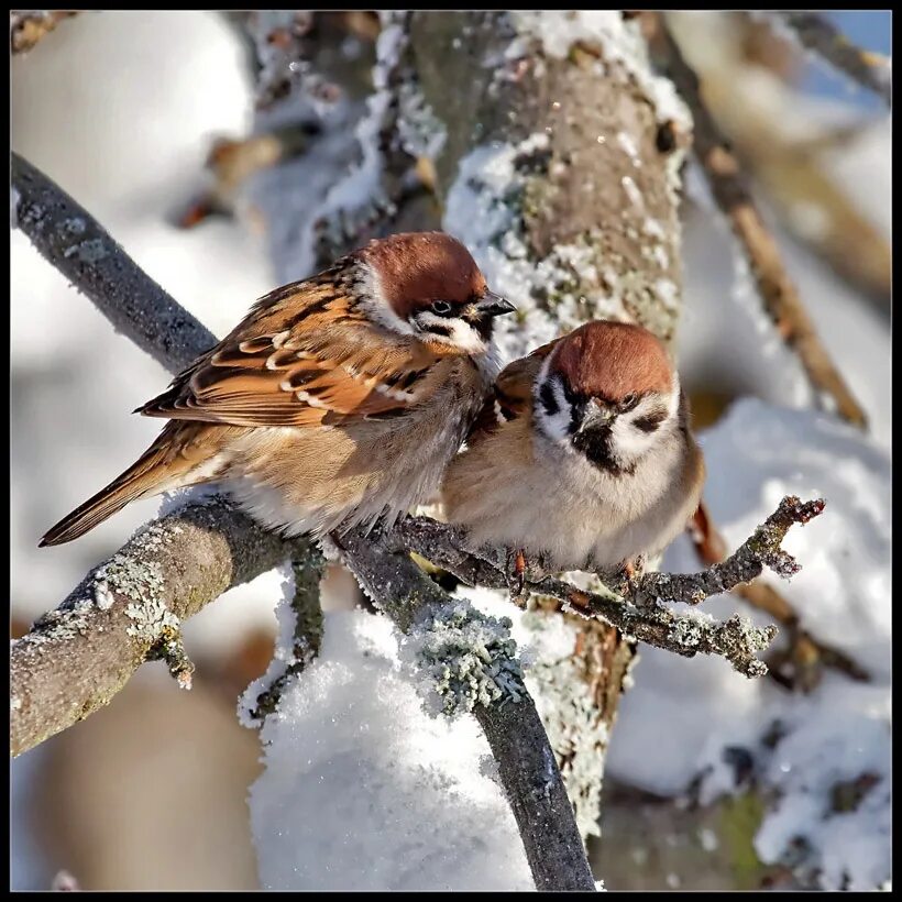 воробей на ветке. зимующая птица воробей домовый. зимние птицы. воробей на ветке. воробушки зимой.