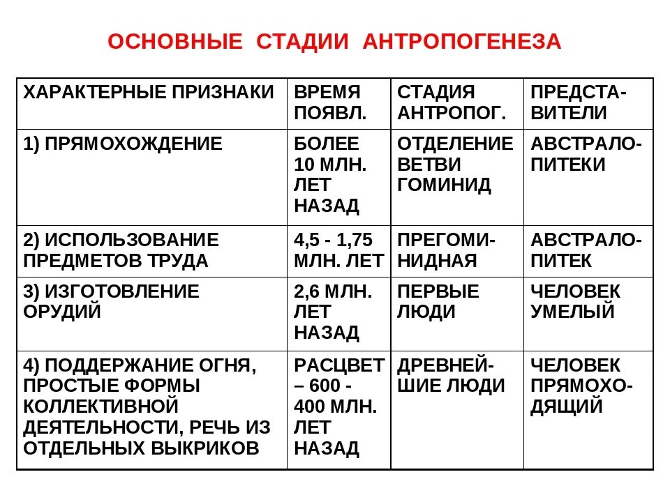 Первичная стадия развития. Характеристика стадий антропогенеза таблица. Этапы эволюции человека таблица 11 класс. Краткая характеристика стадий антропогенеза. Таблица стадии антропогенеза представители характерные черты.