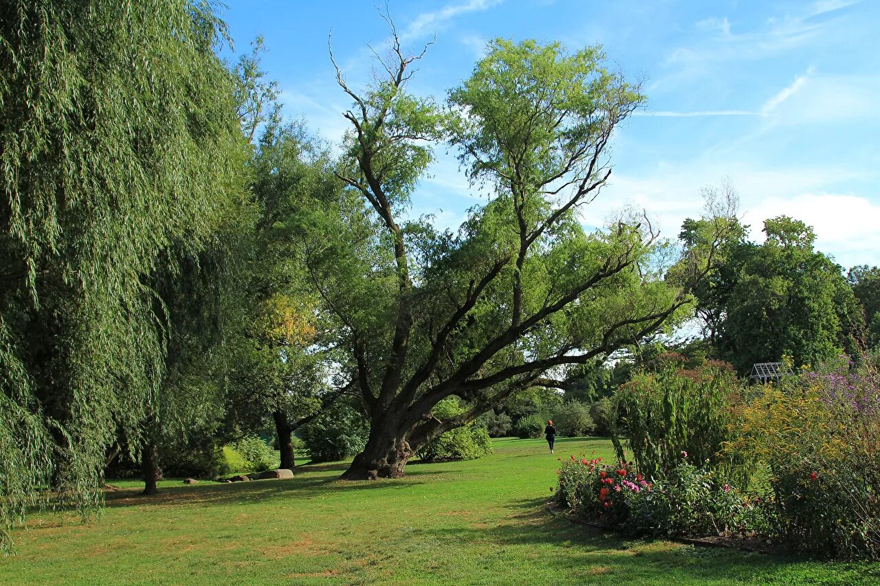 Amelanchier lamarckii TreeEbb Online tree-finding tool Garden trees, Trees to pl