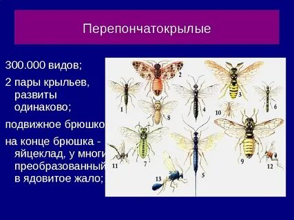 Перепончатые виды