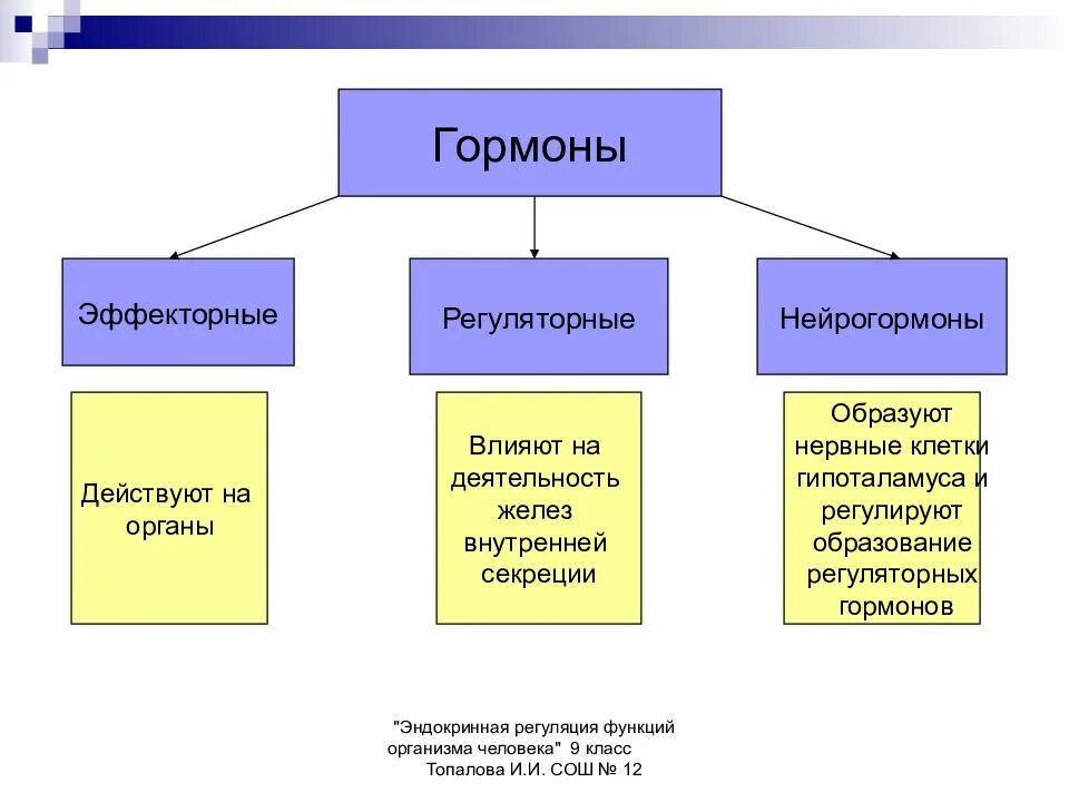 Регулирует секрецию нейрогормонов