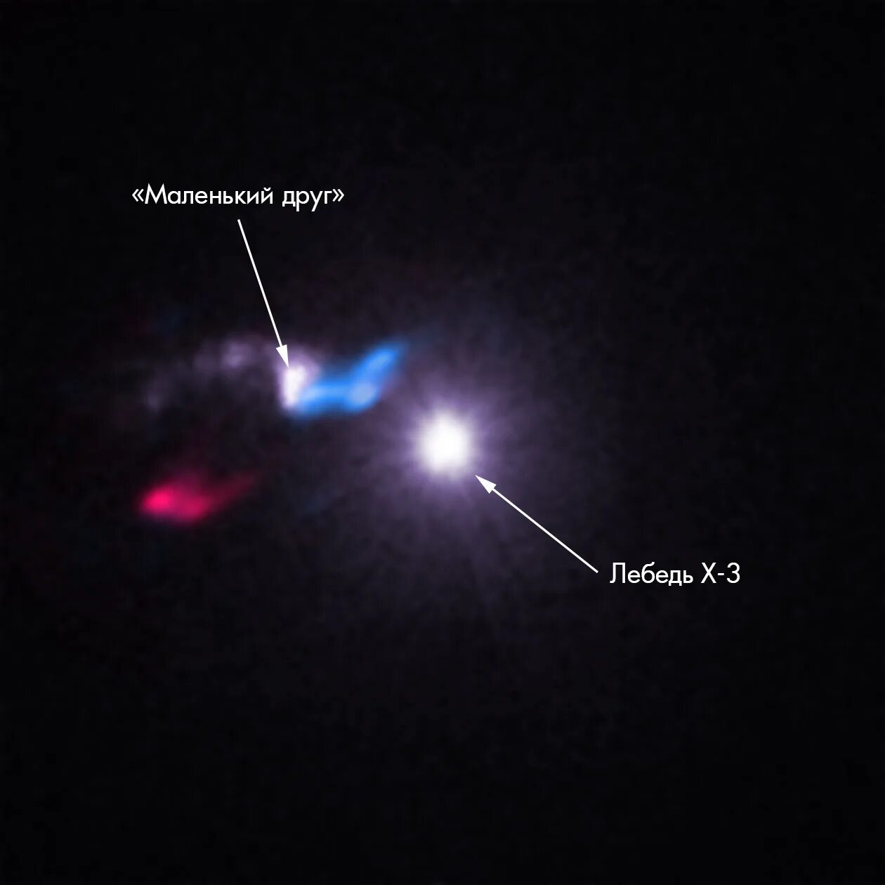 лебедь (серый). лебеди серые и белые. кухонный фартук абс лебеди. пара лебедей с детьми. Black hole cygnus x-1.