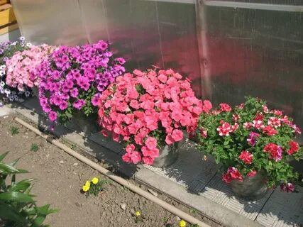 Сколько мороза выдерживает петуния на улице