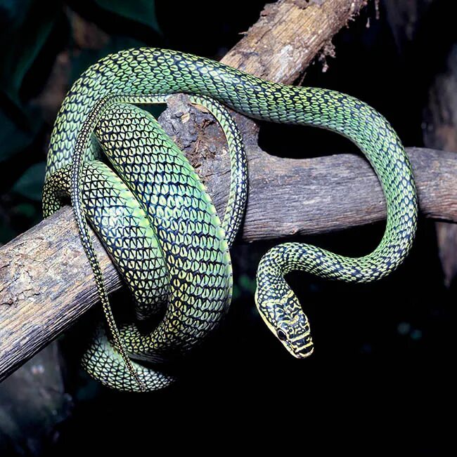 Украшенная змея. Chrysopelea Paradisi змея. Chrysopelea Ornata. Chrysopelea taprobanica. Голубая куфия.