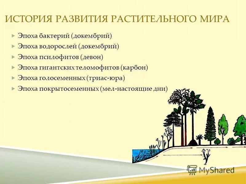 Какова роль человека в эволюции растительного. Этапы эволюции растений.