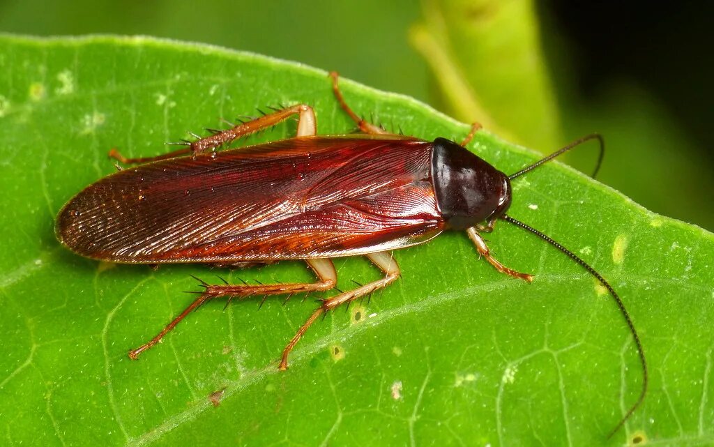 Cockroach
