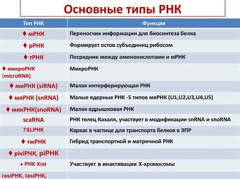 Какие функции рнк вам известны. Сравнительная таблица видов рнк. основные типы рнк. виды рнк таблица. три основных типа рнк.
