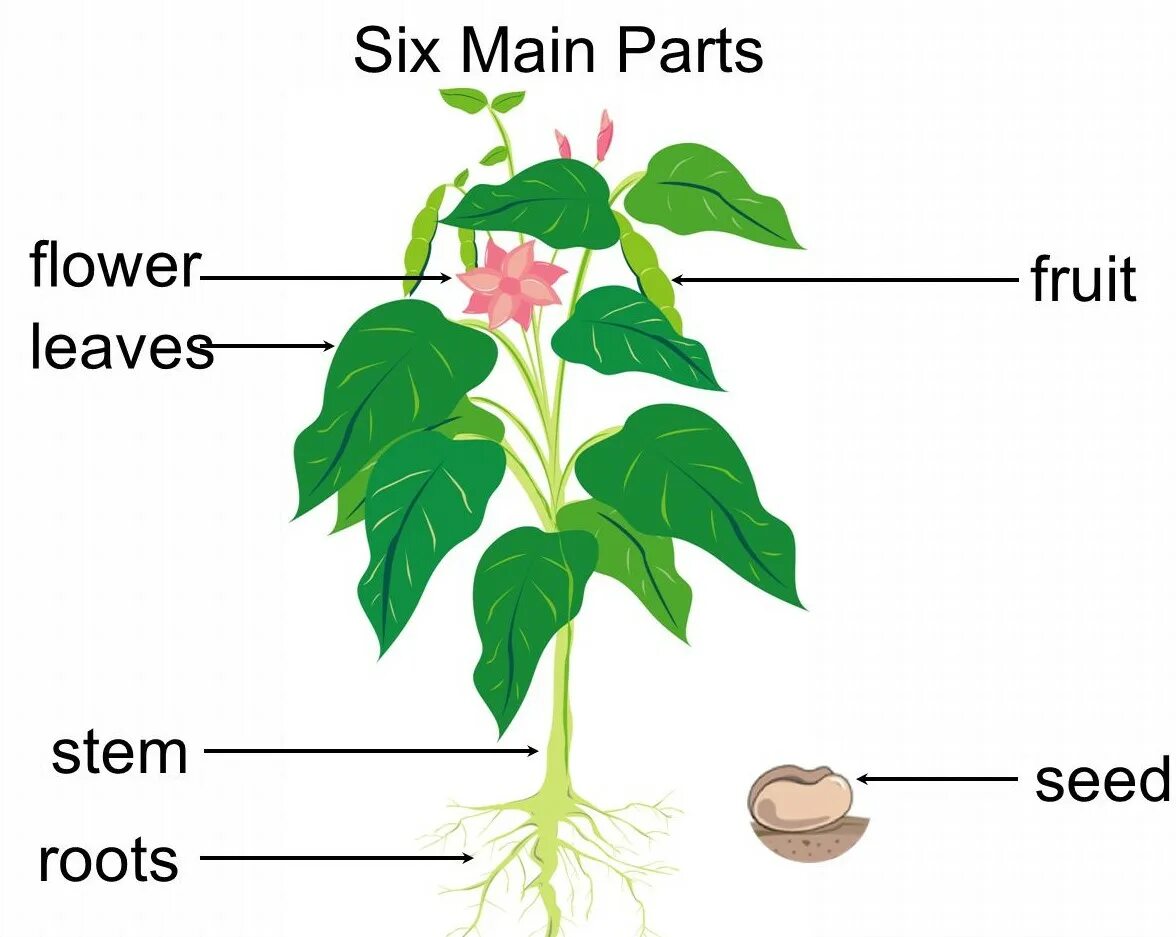 Plants english. Части растения. Части растения на английском. Зеленая часть растения. Строение растения на английском.