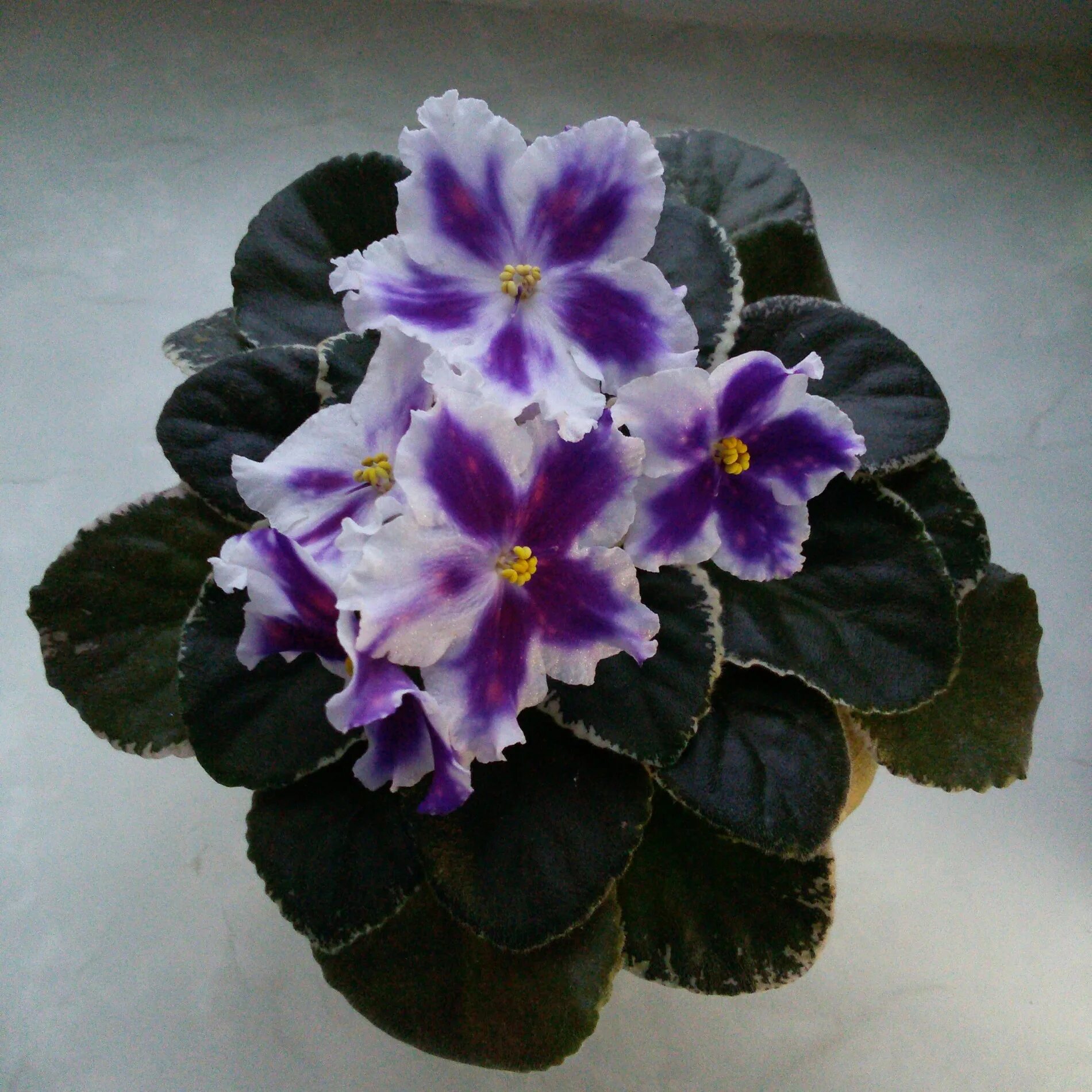 Ват царь горох фиалка. Фиалка царь горох. Сорт фиалки ват царь горох. Сенполия царь горох. Ват царь горох фиалка.