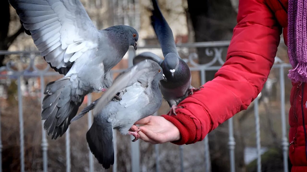 Покормить голубей. Кормежка голубей. Голуби на улице. Человек голубь.