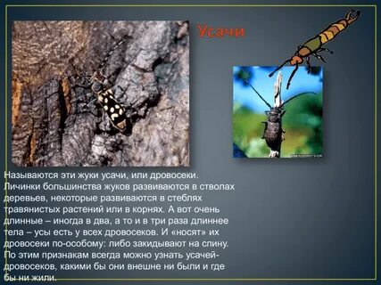 Экологическое описание дубового усача