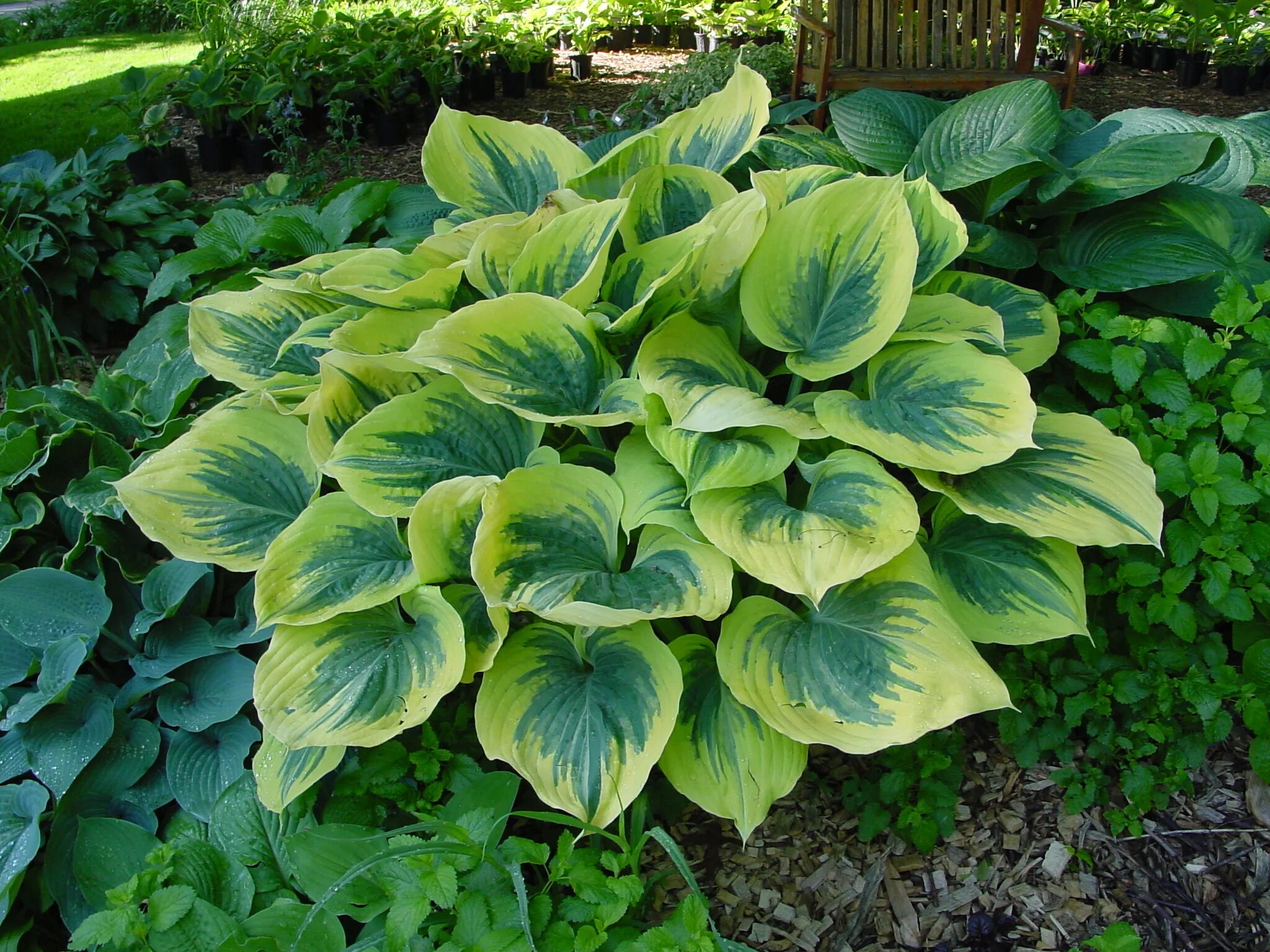 Хоста джун. Хоста ауреомакулата. Функции хоста. Хоста prima donna. Хоста пилигрим.