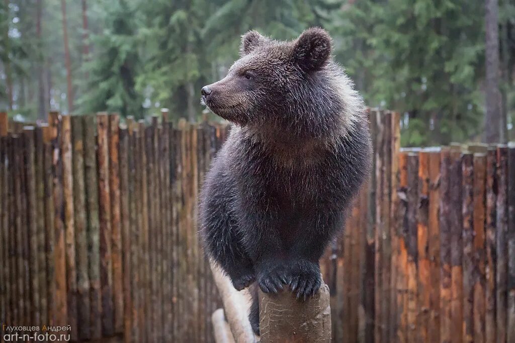 зоокомплекс 3 медведя карелия. зоопарк зоокомплекс «три медведя». три медведя карелия. петрозаводск три медведя. петрозаводск три медведя.