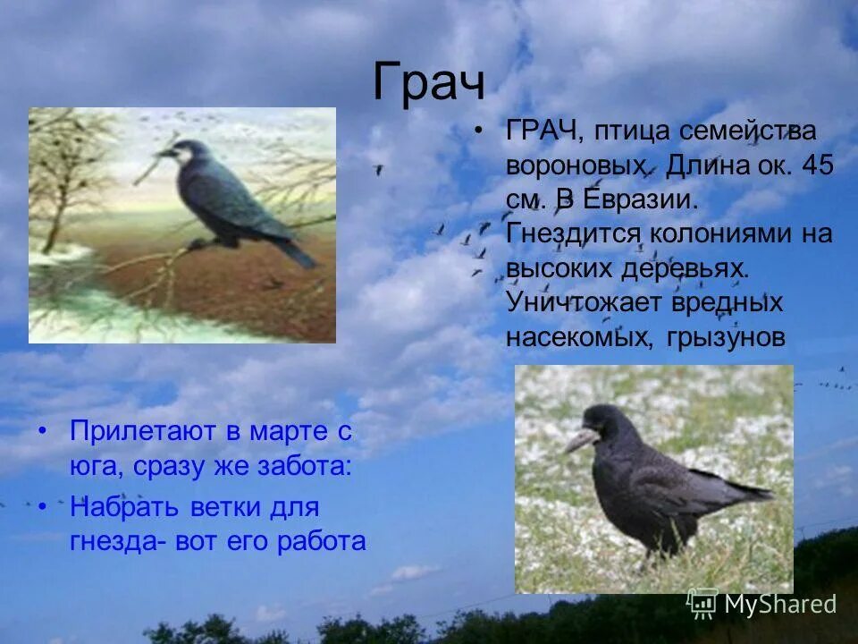 Грачи перелетные птицы или нет. Грач описание. Загадка про Грача. Грач птица описание. Грачи гнездятся на высоких деревьях.