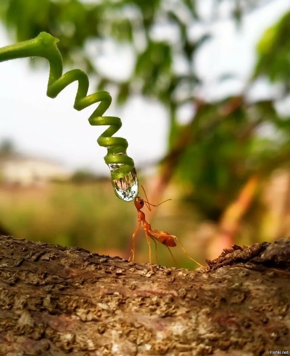 Nature can