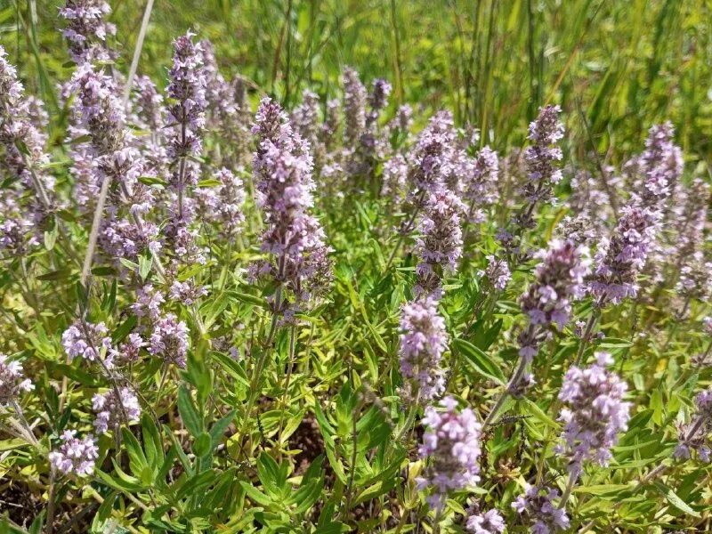 Чабрец крымский. Сушка лекарственных растений. Тимьян богородская трава. Сбор чабреца. Заготовка трав.