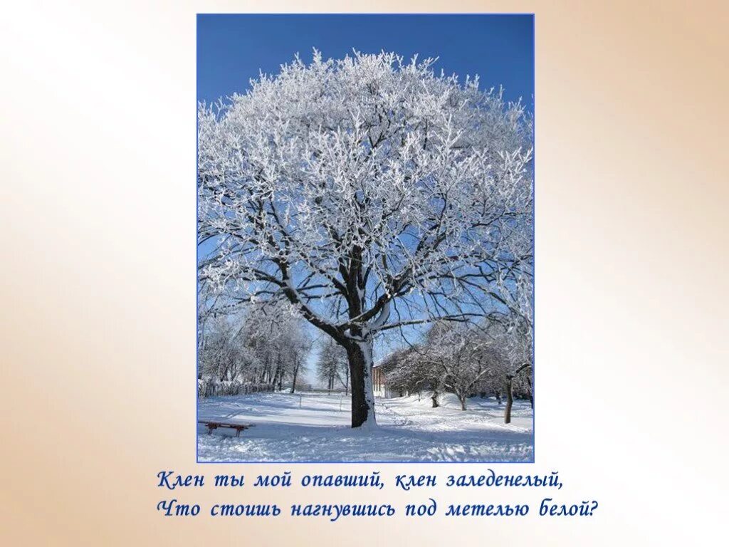 Нагнувшись под метелью белой. Клен ты мой опавший клен заледенелый. Ледяной дождь на березах. Нагнувшись под метелью белой. Нагнувшись под метелью белой.