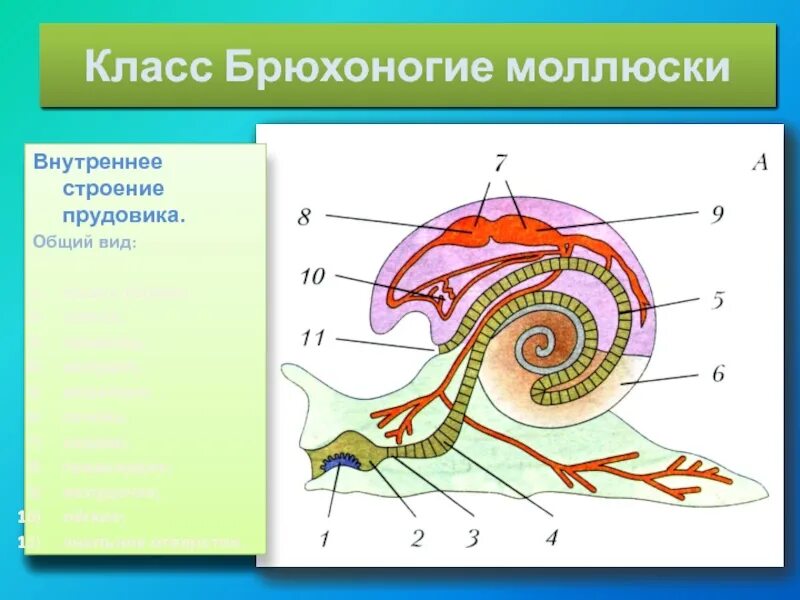 Чем дышат брюхоногие моллюски. Внутреннее строение большого прудовика. брюхоногие строение. тип моллюски внутреннее строение. внутреннее строение брюхоногого моллюска.