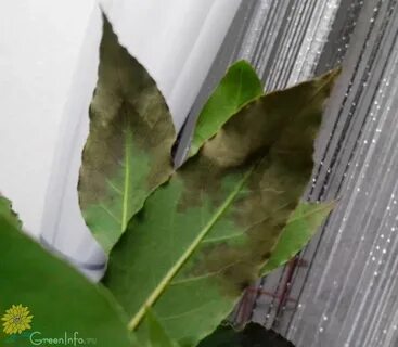 Лавровый лист засохли листья