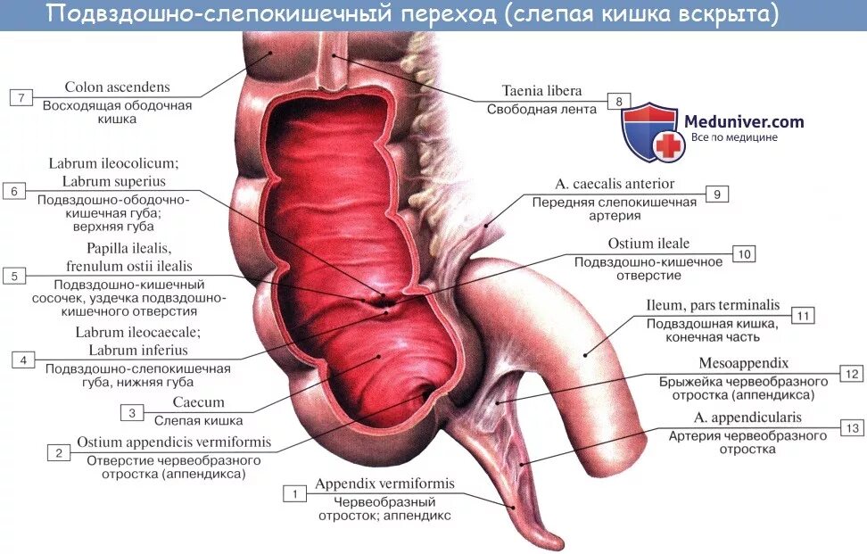 Расположение органов у человека слепая кишка Large intestine Simple English Wikipedia, the free encyclopedia