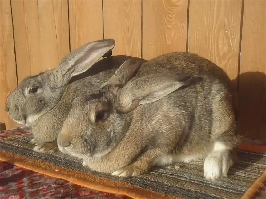 Кролик 12 лет