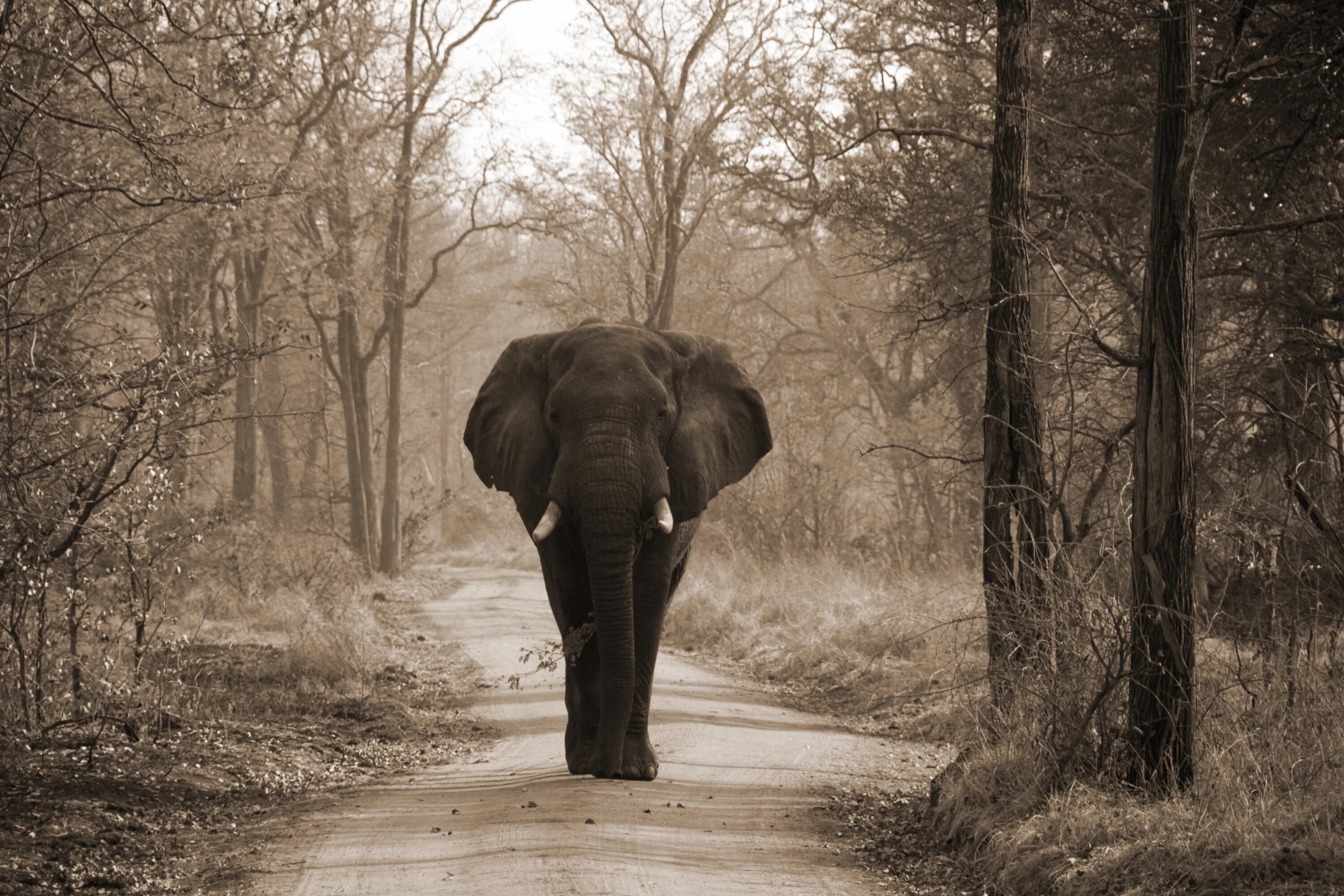 Elephants walking. Слон на рассвете. Слоны на рассвете и девушка. Elephant walk. Черно белые обои слонов.