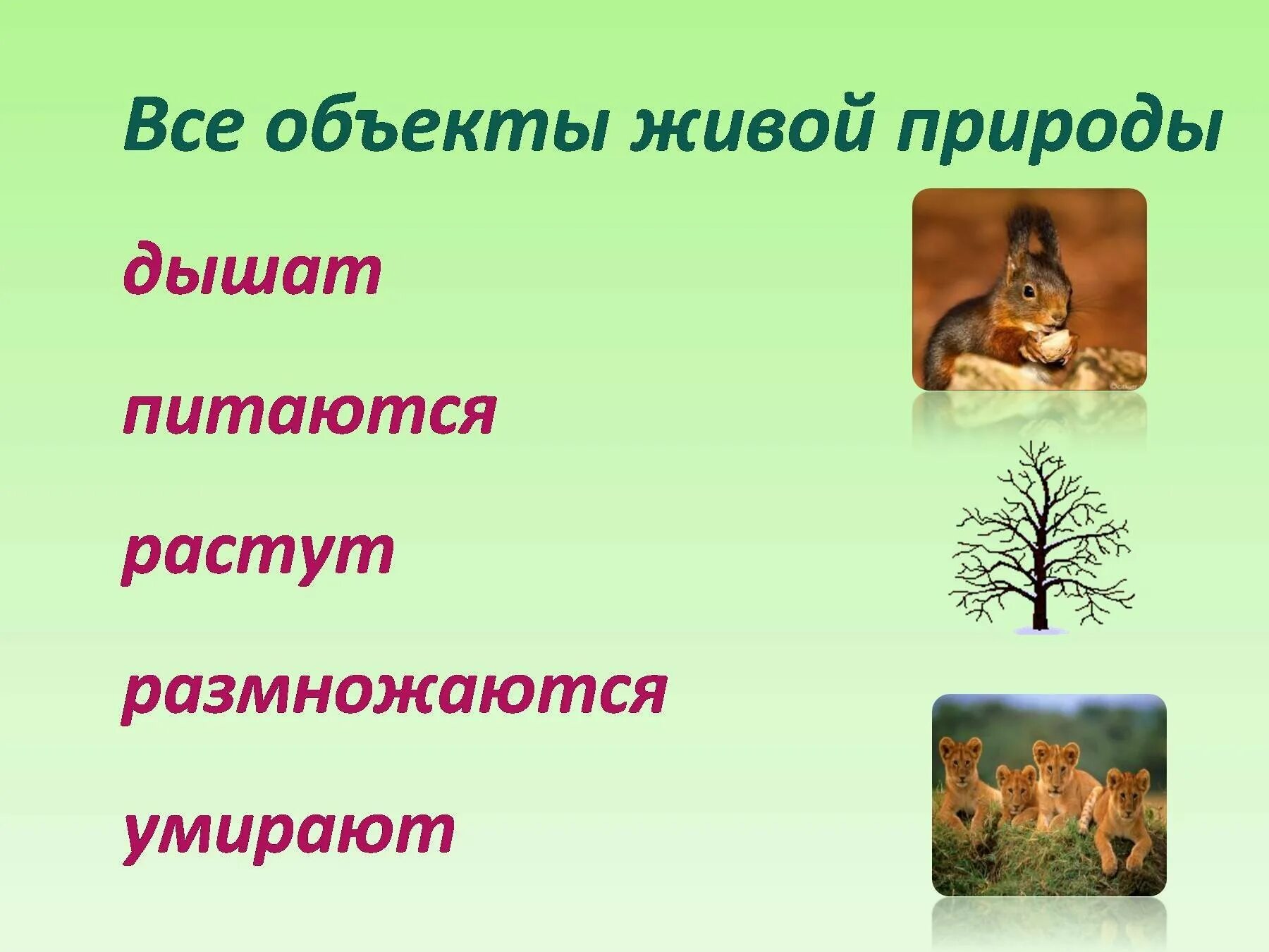 Что относится к природе 2 класс. Живая и неживая природа. Объекты живой природы. Объекты живой природы питаются. Признаки объектов живой природы.