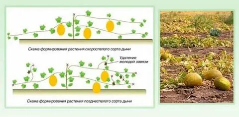 Как формировать дыни
