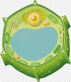 Клеточная система растительной клетки YouDrop.ru