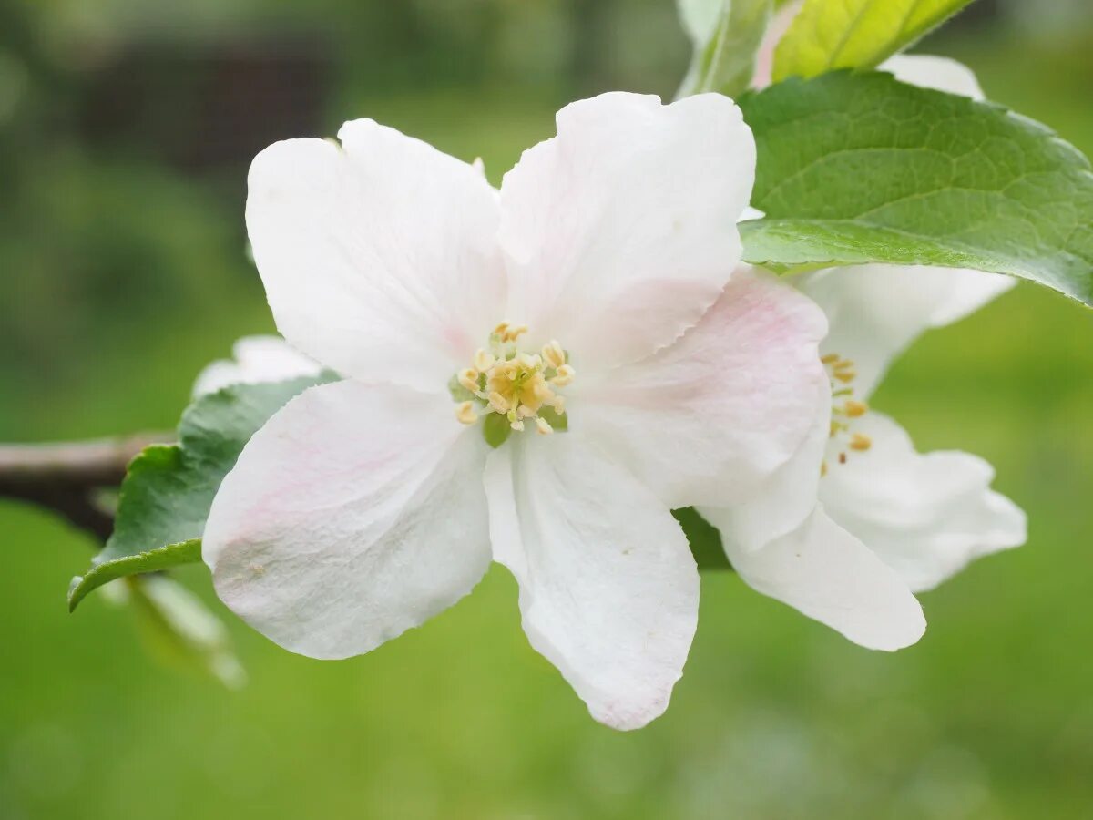 Белый яблонь цвет. Яблоневый цвет (apple blossom). пестичный цветок яблони. белые цветы яблони. цветущая белая яблоня.