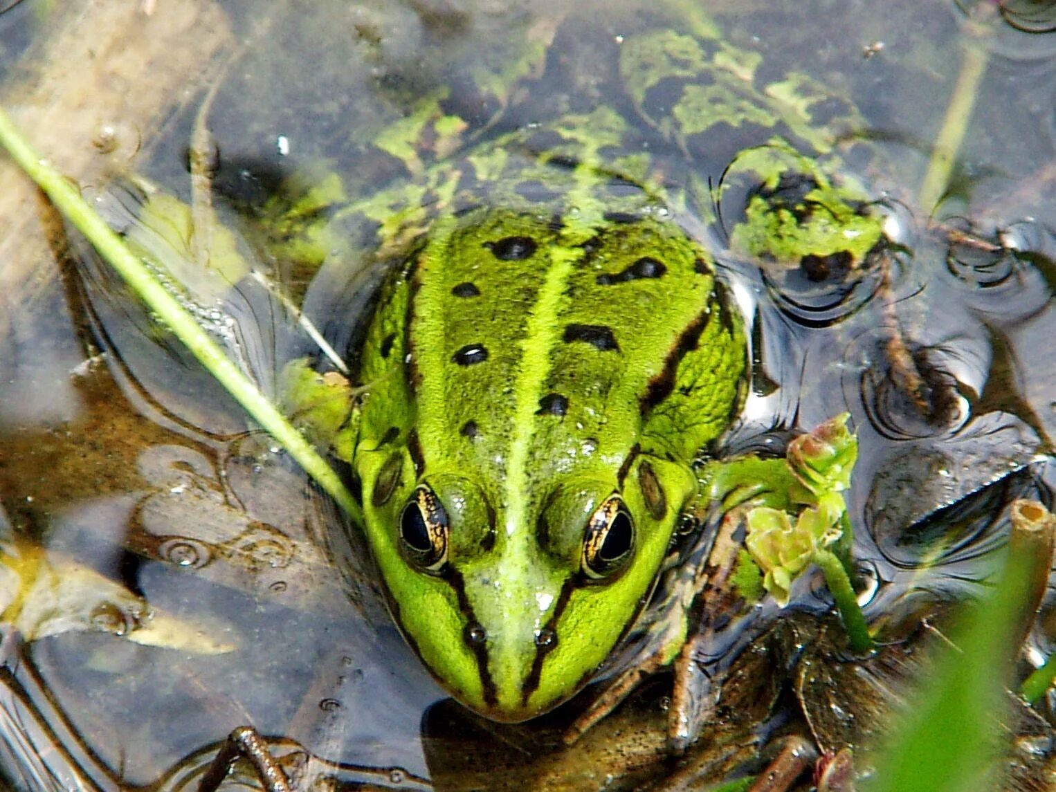 Жаба с зеленой полосой на спине. Зеленая прудовая лягушка. Лягушка прудовая паротиды. Pelophylax kl. Прудовая лягушка (rana lessonae).