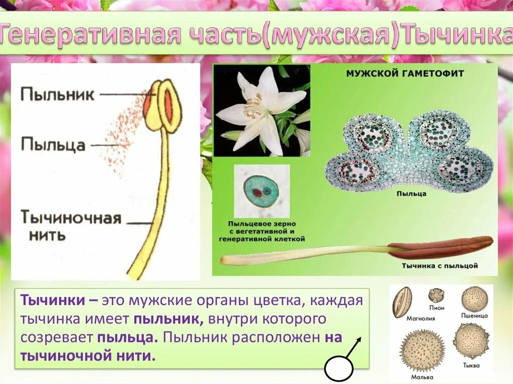 Созревание пыльцы. Гаметофит цветковых растений строение. Гаметофит покрытосеменных растений. Строение пыльцевого мешка. Тычинка пыльцевое зерно пестик.