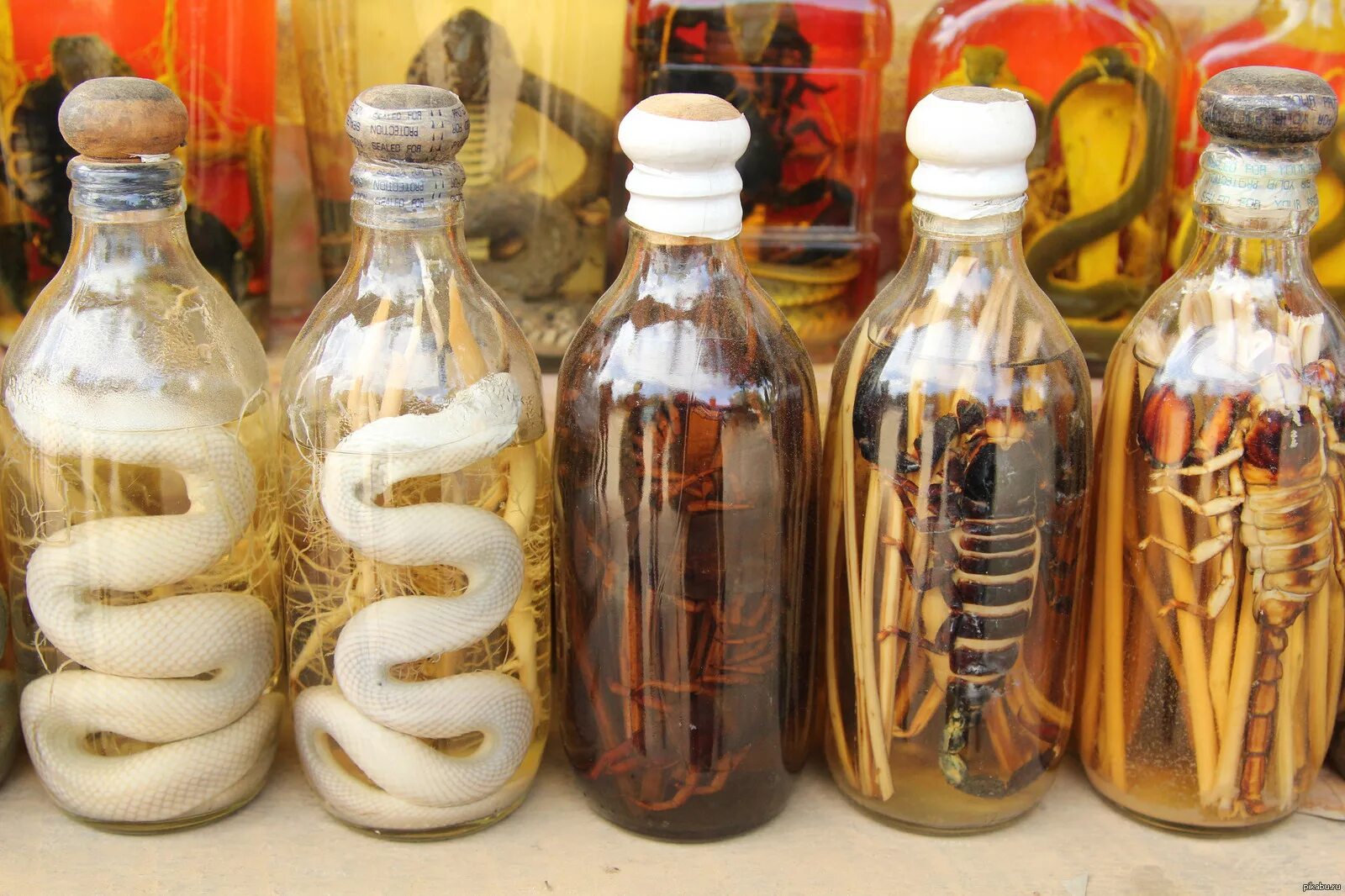 Алкоголь из Вьетнама со змеей. Купить настойка змей