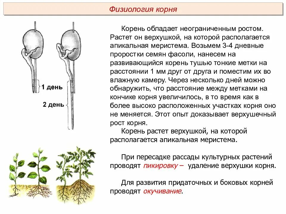 Рост корня 6 класс