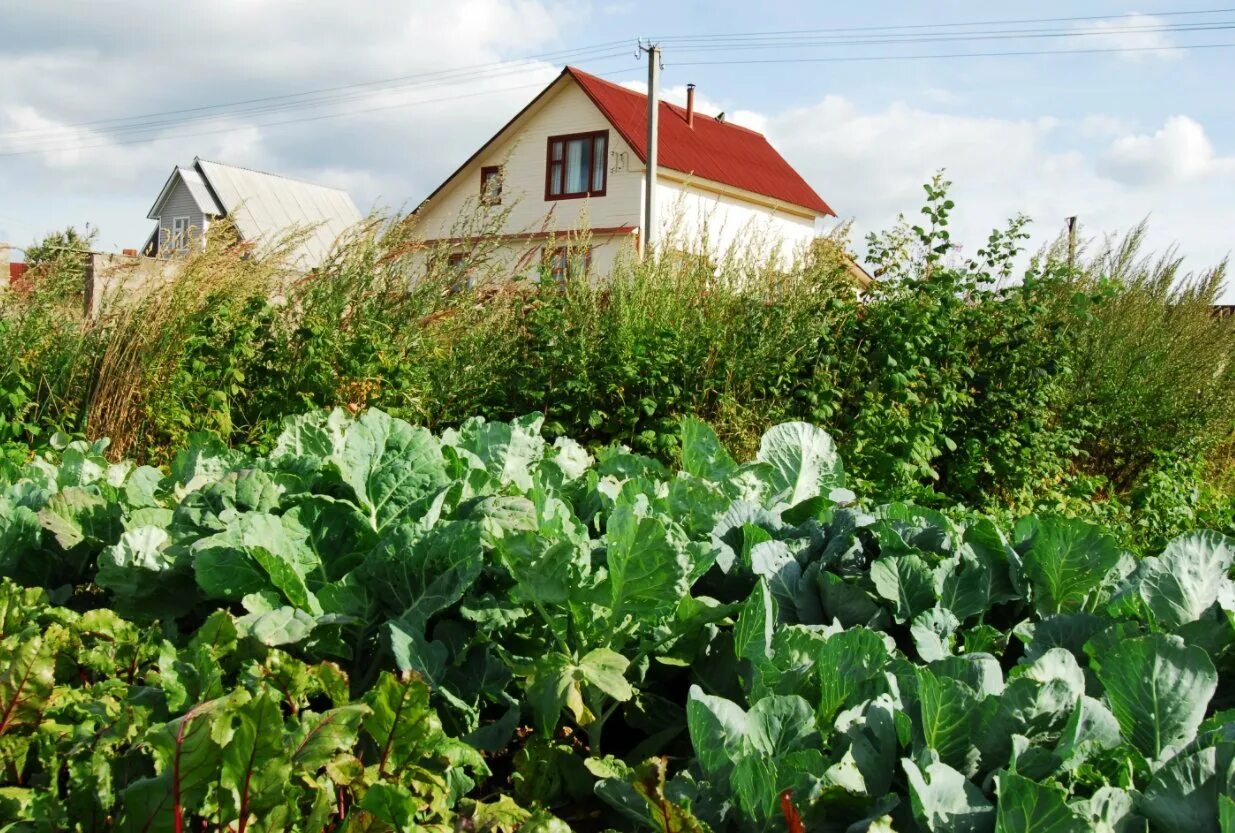 Земля для ведения огородничества. Деревенский дом с огородом. Деревенский домик с огородом. Деревенский огород. Огород и сад в деревне.