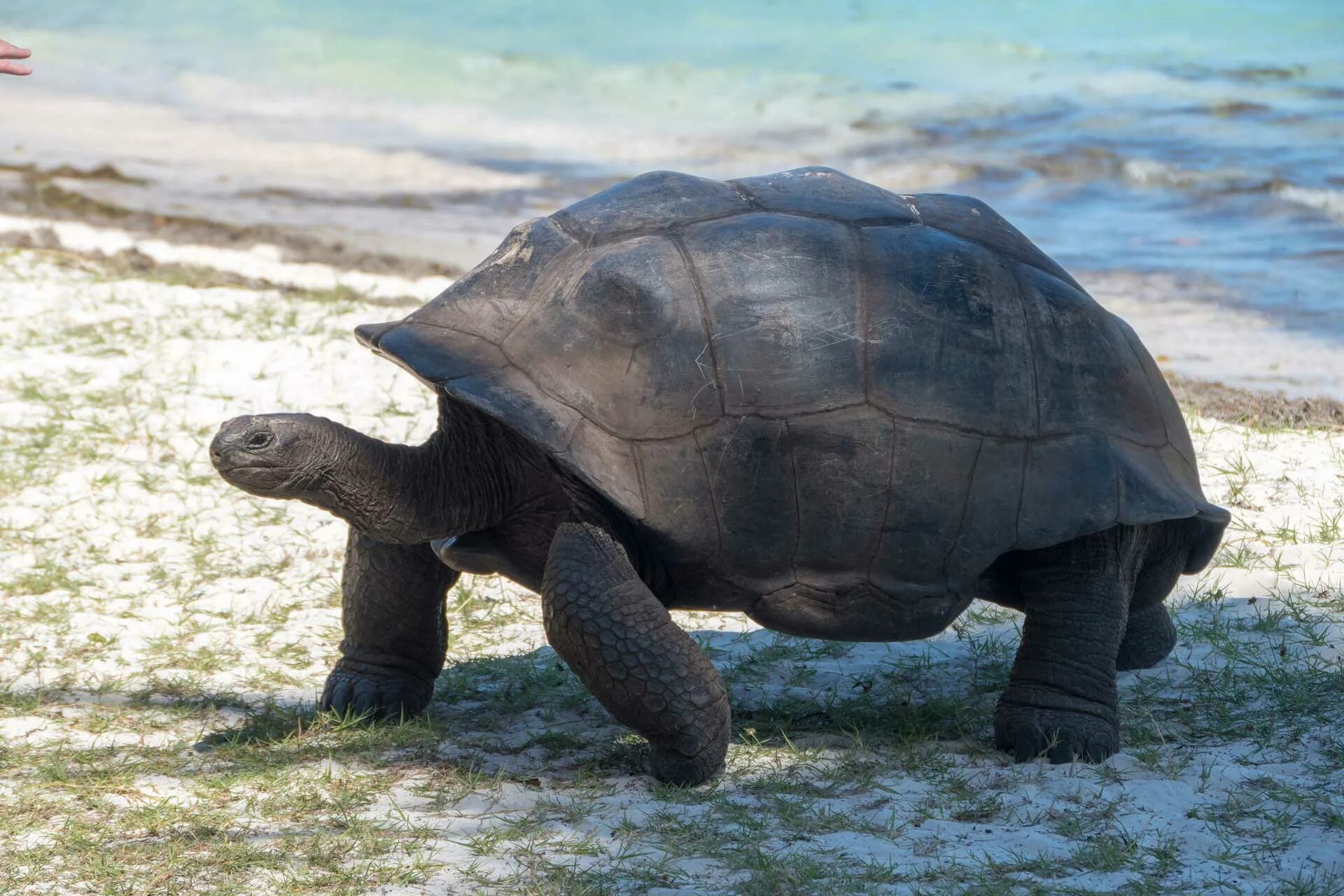 Гигантская черепаха Альдабра. Галапагосская черепаха. Галапагосские острова черепахи. Слоновая черепаха. Островов Альдабра. Большая галапагосская черепаха