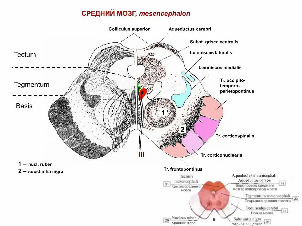 Строение среднего мозга анатомия. Средний мозг анатомия поперечный разрез. Поперечный срез среднего мозга рисунок. Средний мозг строение ядра.