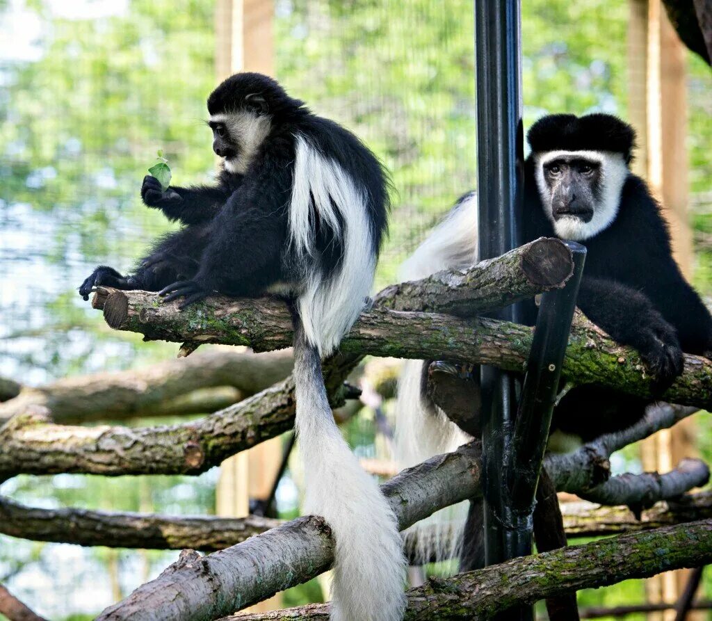 Mantled Guereza NatureRules1 Wiki Fandom
