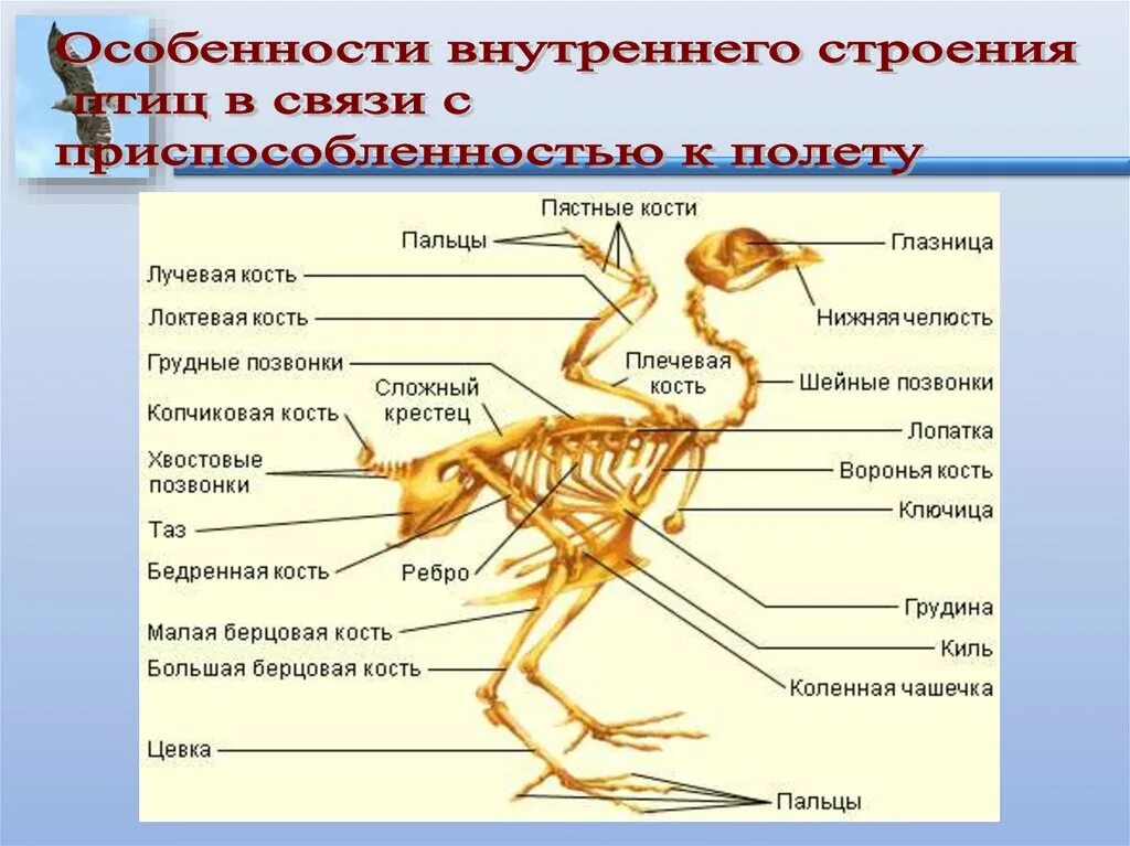 Особенности внешнего и внутреннего строения