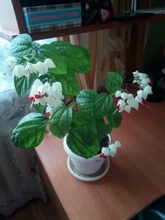 Клеродендрум томпсона размножение