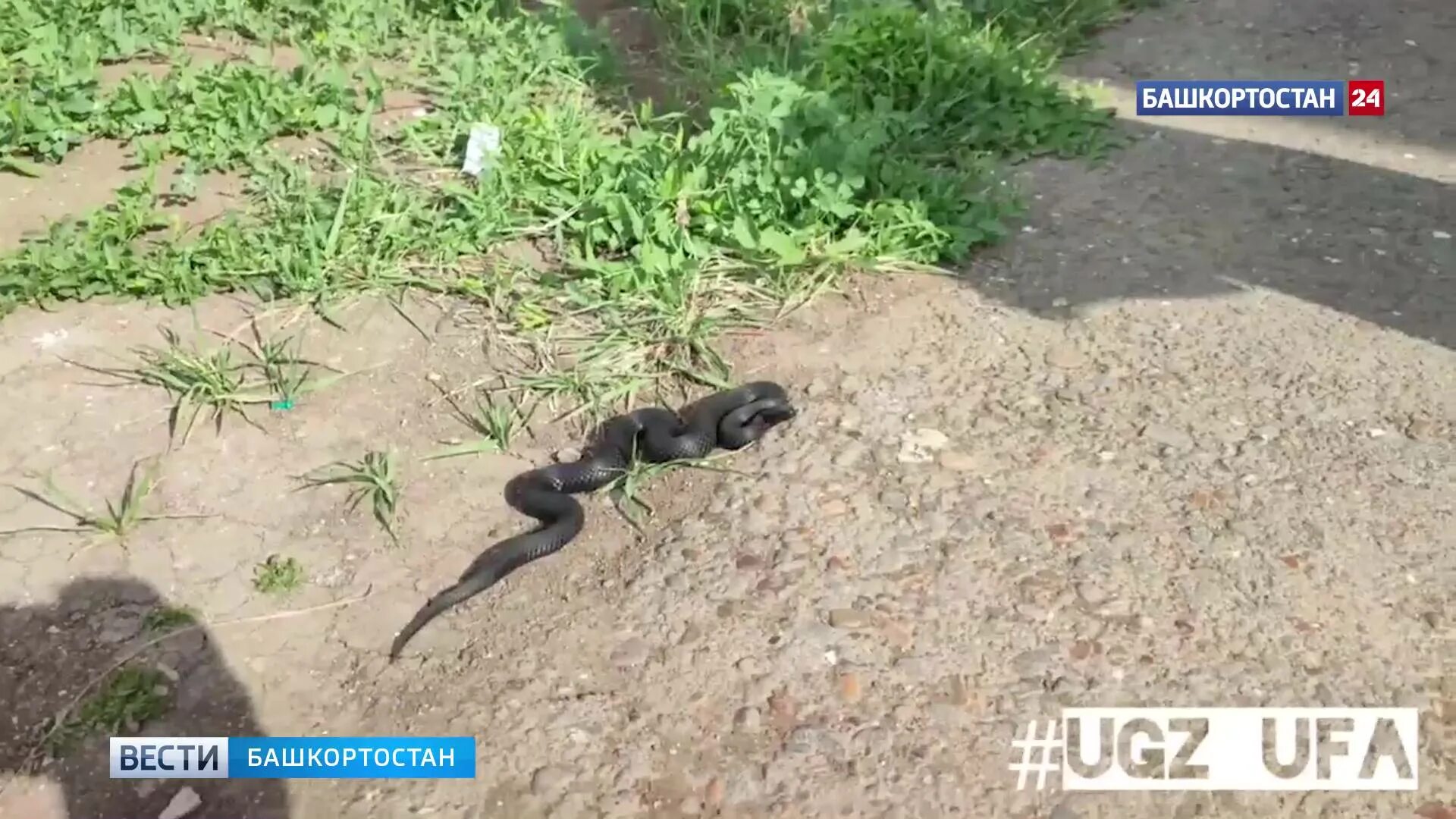 Жители Уфы обнаружили двух змей с разницей в полчаса
