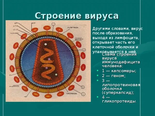 Схема строения вируса вич. Строение вириона вируса иммунодефицита человека. строение вируса вич суперкапсид. названия элементов строения вируса иммунодефицита человека. схема строения вируса вирус иммунодефицита.