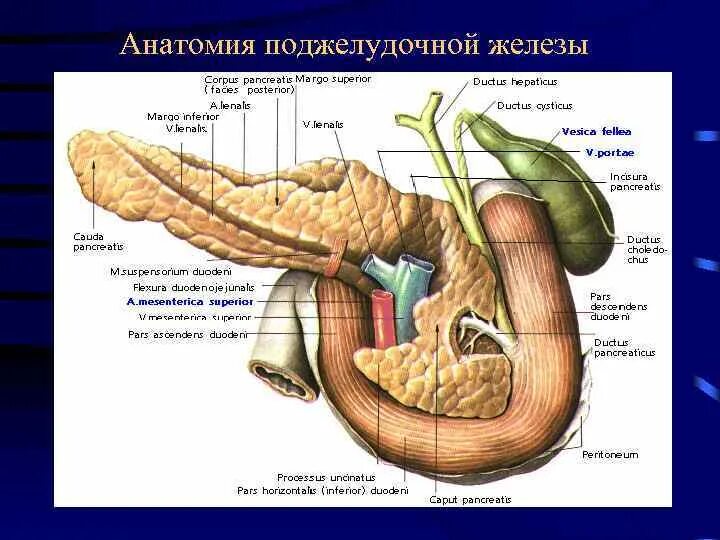 Каково внутреннее строение поджелудочной железы. Крючковидный отросток поджелудочной железы анатомия. Поджелудочная железа строение латынь. Tuber omentale поджелудочной. Строение поджелудочной железы медунивер.