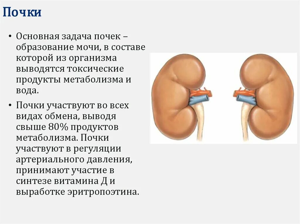 Образования в почке у мужчин. Отказование почек. Почки задание. Масса почки.