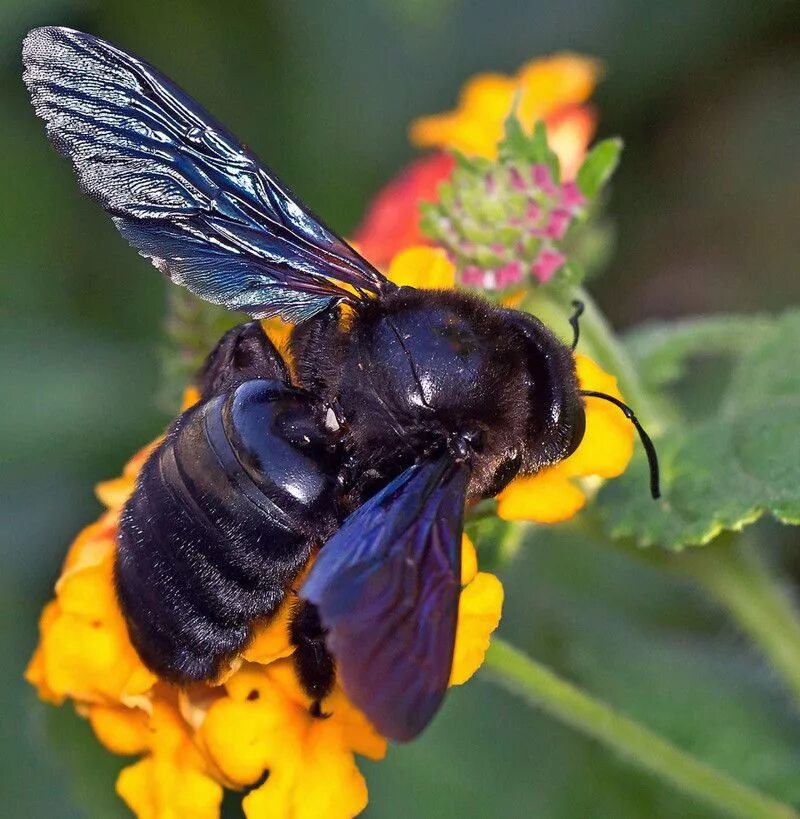 Черное насекомое похожее на осу. Шмель-плотник фиолетовый( Xylocopa violacea ). Пчела-плотник обыкновенная (Xylocopa Valga). Шмель плотник ксилокопа. Шмель плотник Xylocopa фиолетовый.