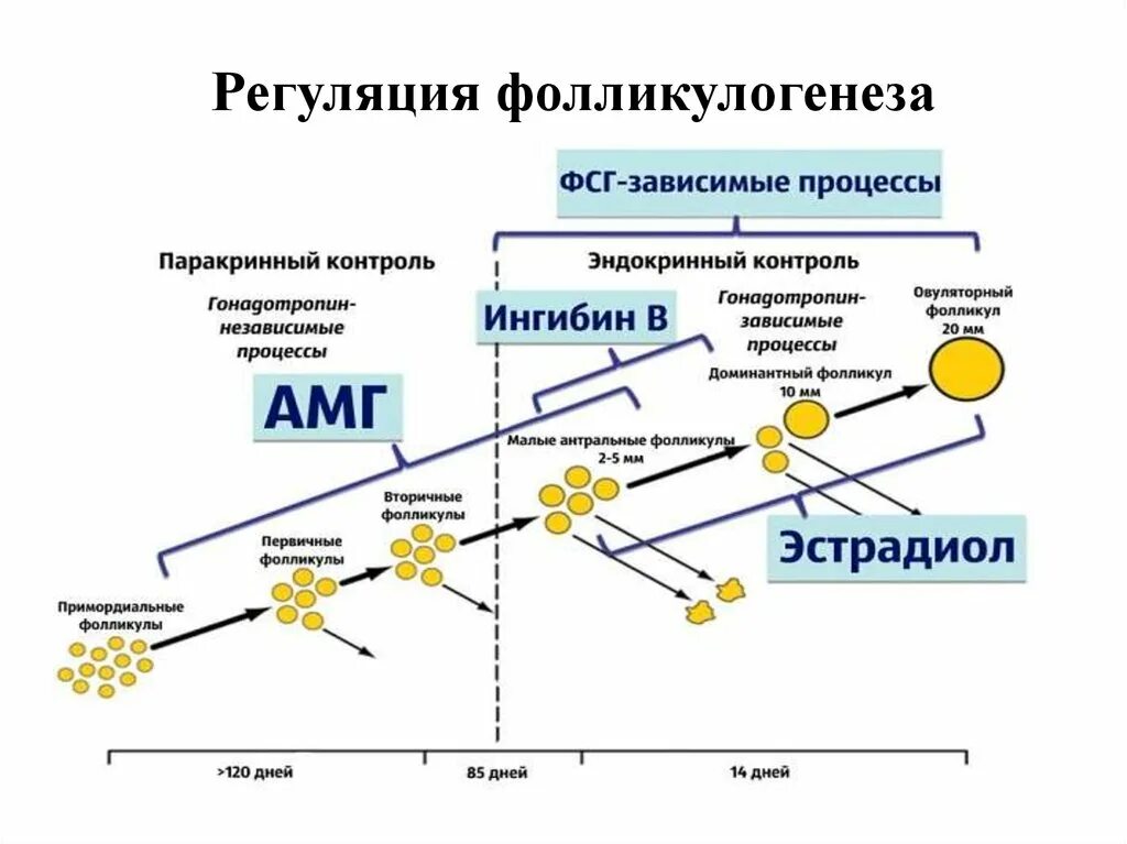 Фолликула стимулирующий. Стадии развития фолликула схема. Схема эндокринная регуляция фолликулогенеза. Схема развития фолликулов яичника. Схема эндокринная регуляция фолликулогенеза гистология.