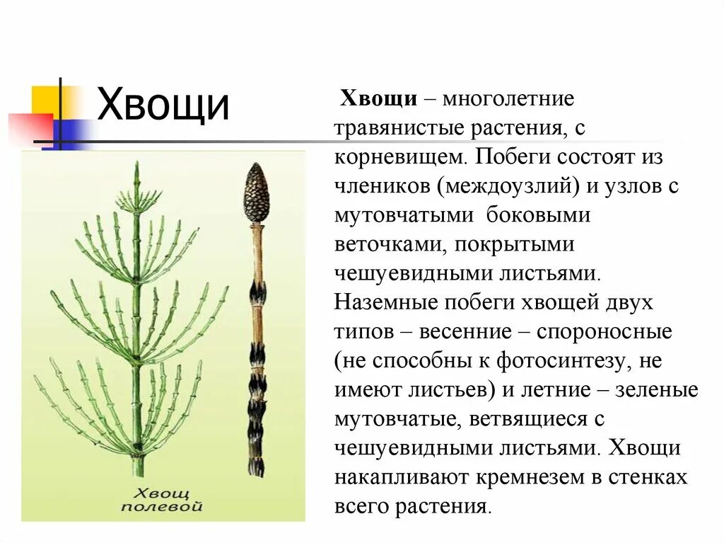 Строение и значение хвощей. Внешнее строение летнего побега хвоща полевого. стебель хвоща полевого. спороносный побег полевого хвоща весенний. два типа побегов хвоща полевого.